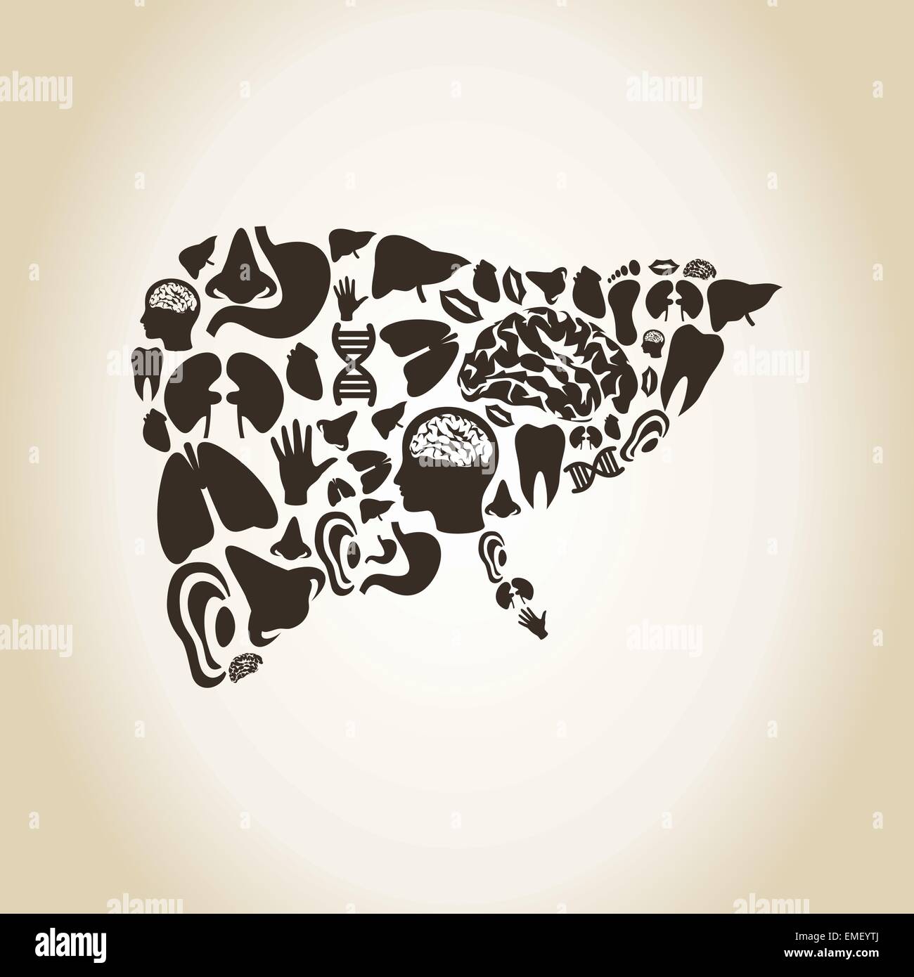 Liver Stock Vector