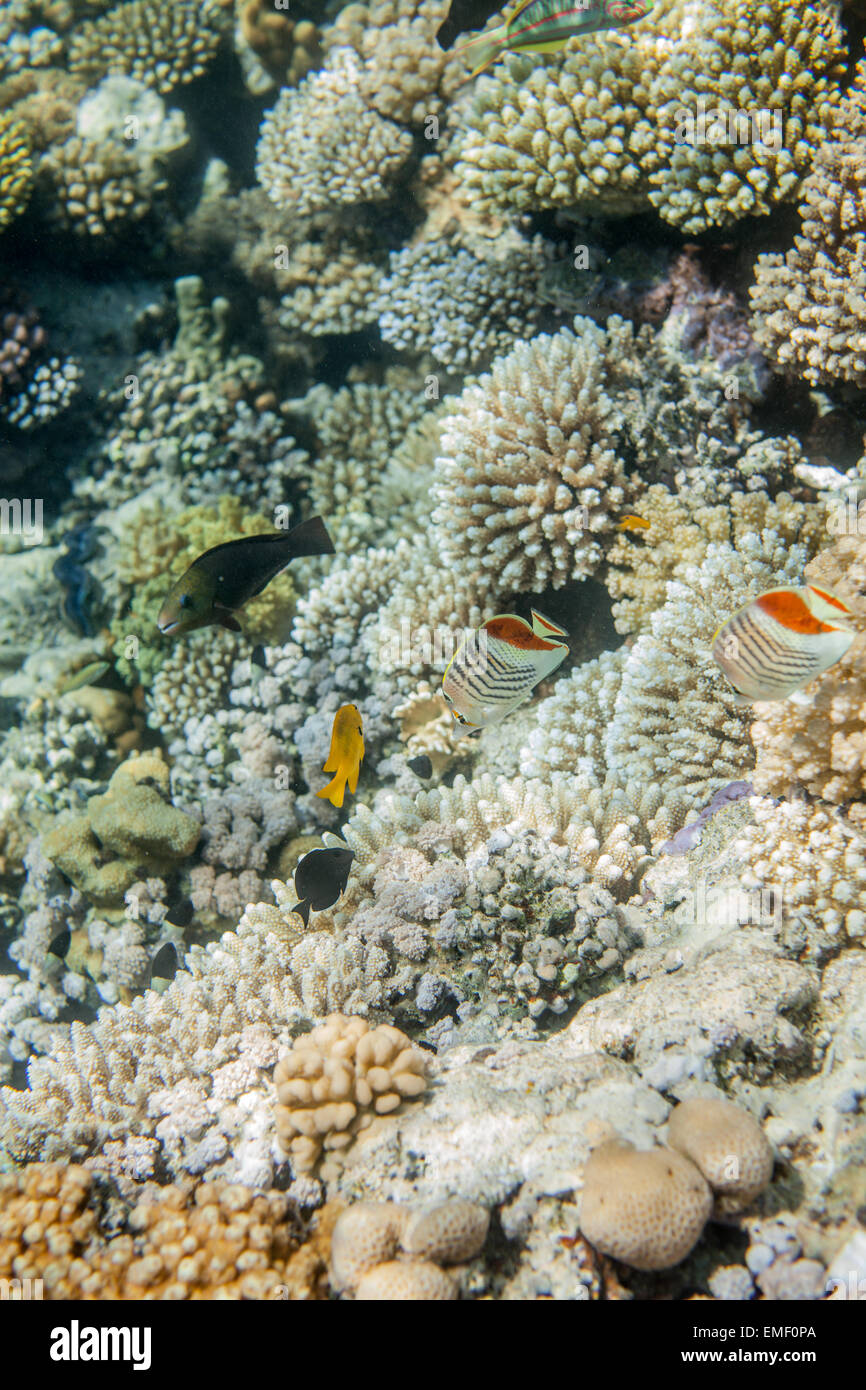 Red sea coral reef fishes Stock Photo