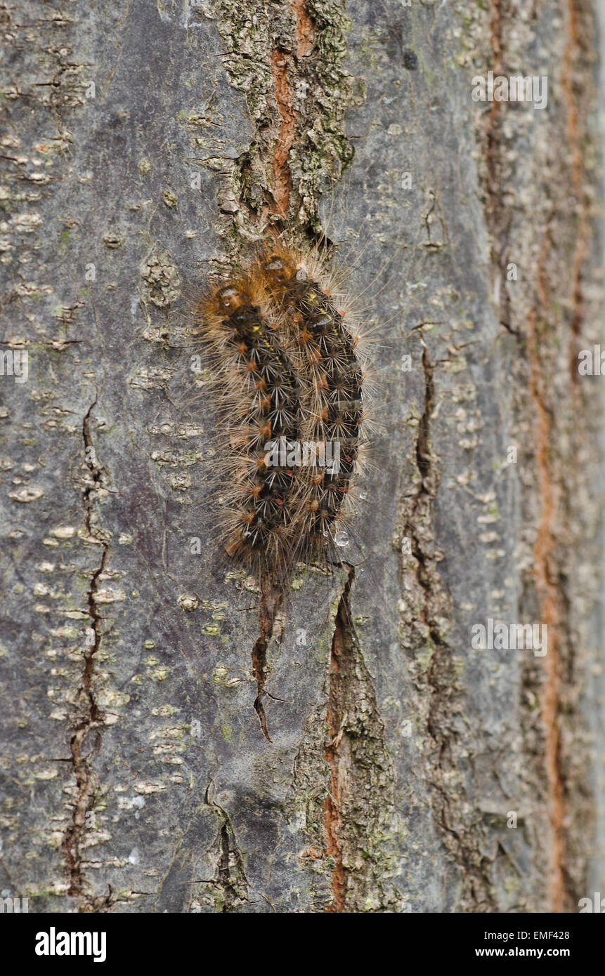 White Cedar Moth caterpillars on the bark of the White Cedar Stock Photo