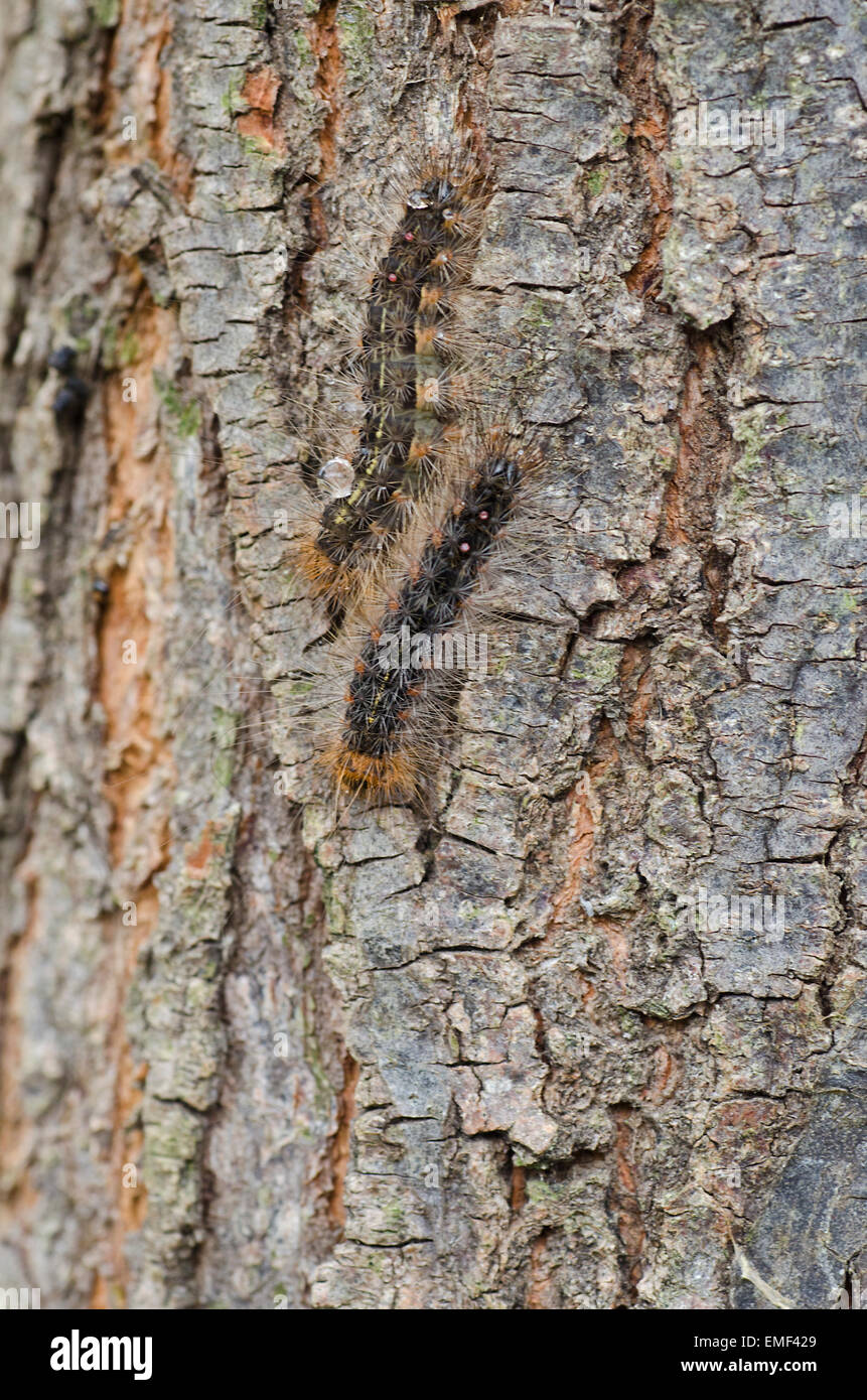 White Cedar Moth caterpillars on the bark of the White Cedar Stock Photo