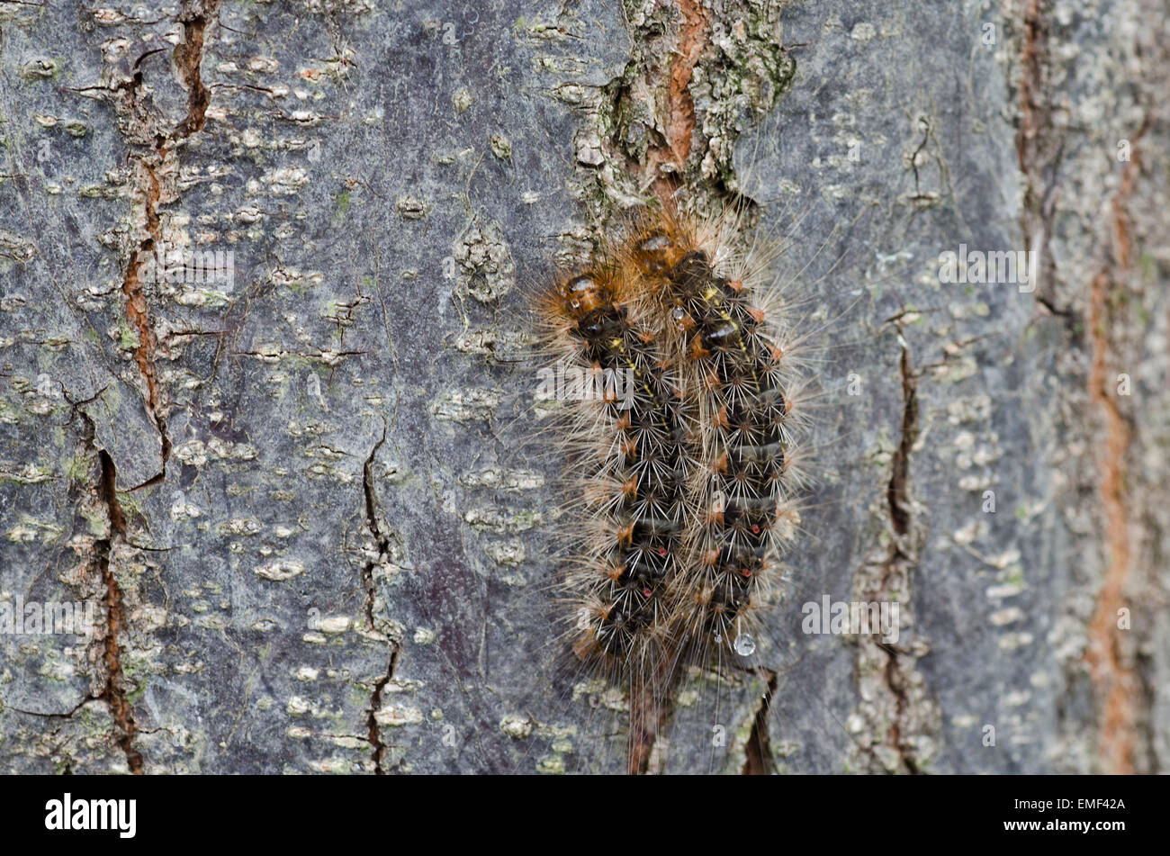 White Cedar Moth caterpillars on the bark of the White Cedar Stock Photo