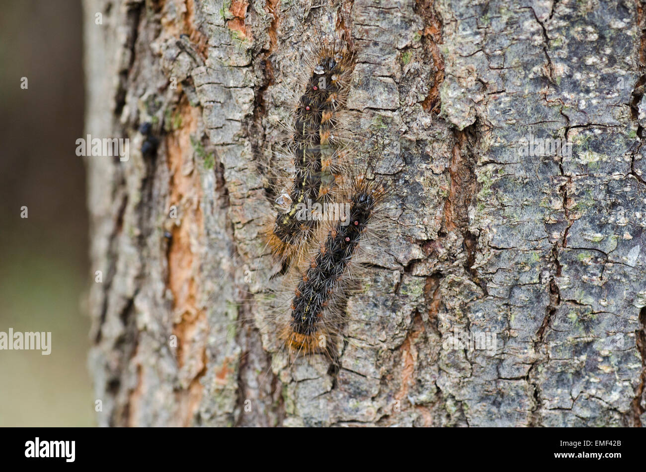 White Cedar Moth Caterpillars on bark of Cedar tree Stock Photo Alamy