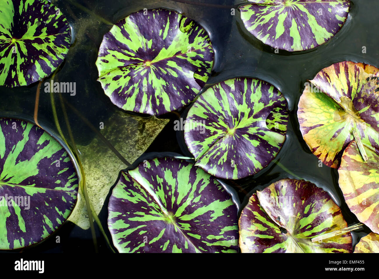 Beautiful leaf of lotus flower Stock