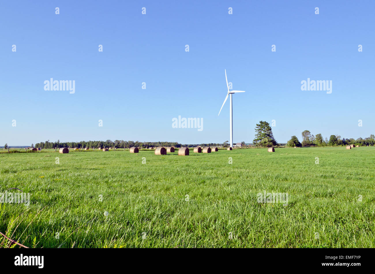 Farm field and green grass under blue sky Stock Photo - Alamy