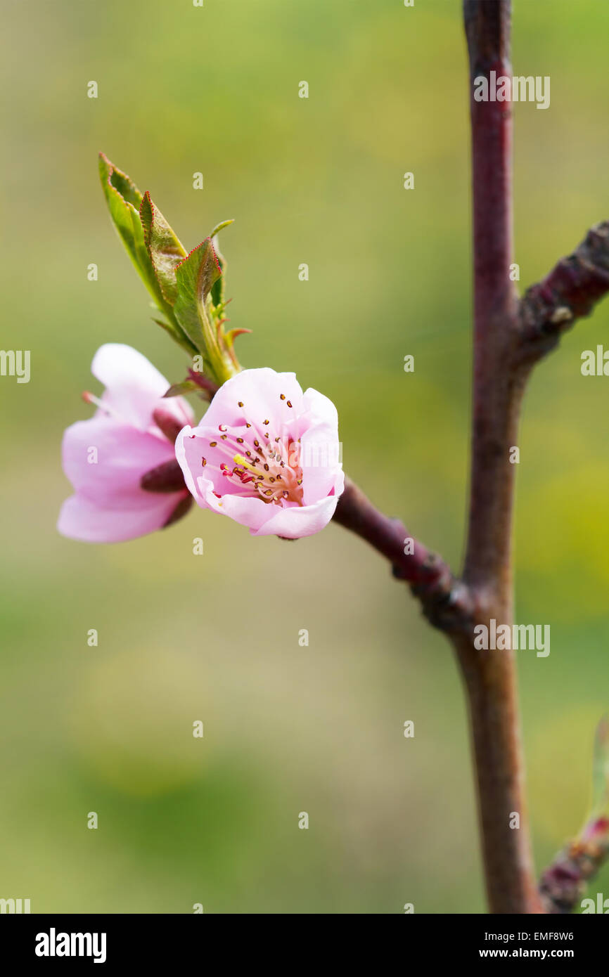 Blooming spring tree flower Stock Photo