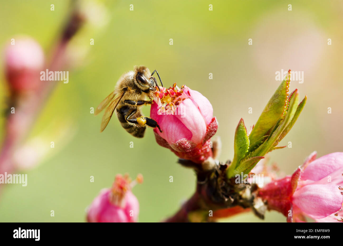 Bee on a spring pink flower Stock Photo