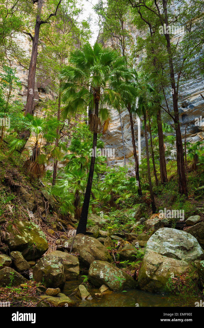 Cabbage Tree Palms and sandstone cliffs - Carnarvon Gorge - Queensland - Australia Stock Photo