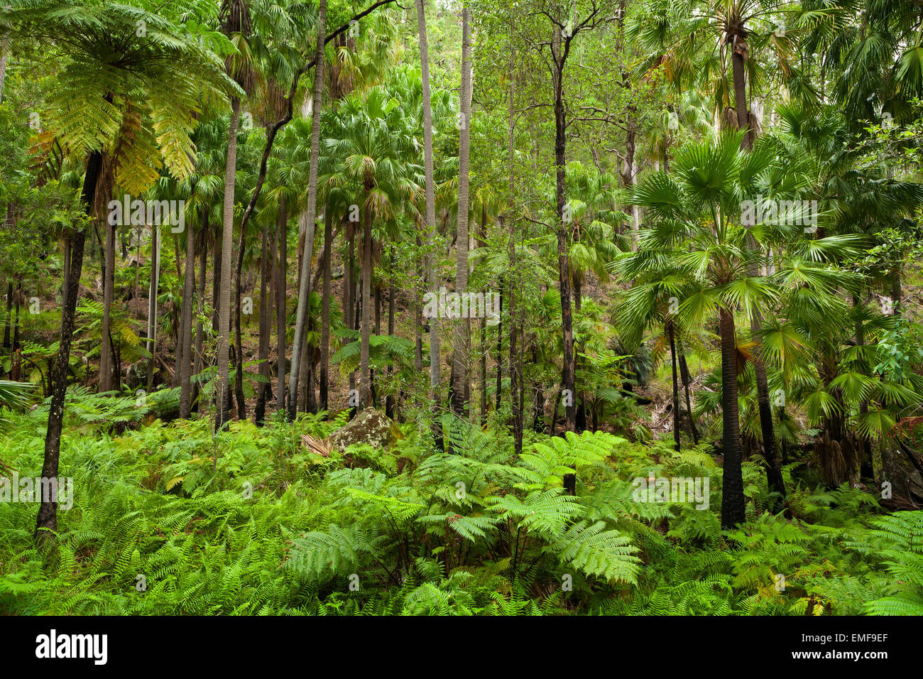 Cabbage Tree Palms and ferns - Carnarvon Gorge - Queensland - Australia Stock Photo