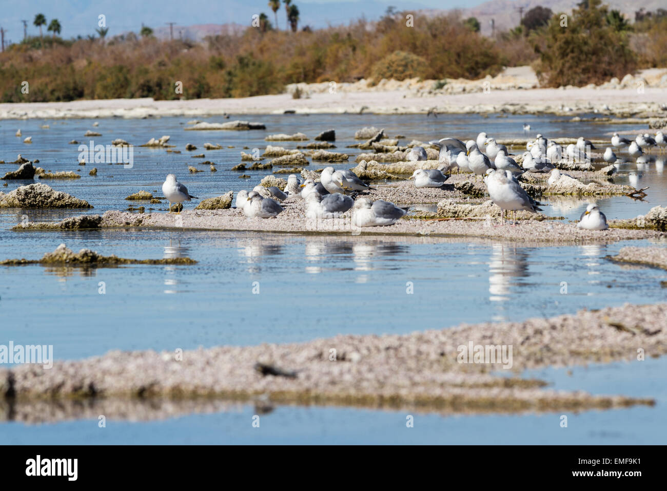 a group of seagulls sitting on the eroding and drying lake bed of the Salton Sea in California Stock Photo