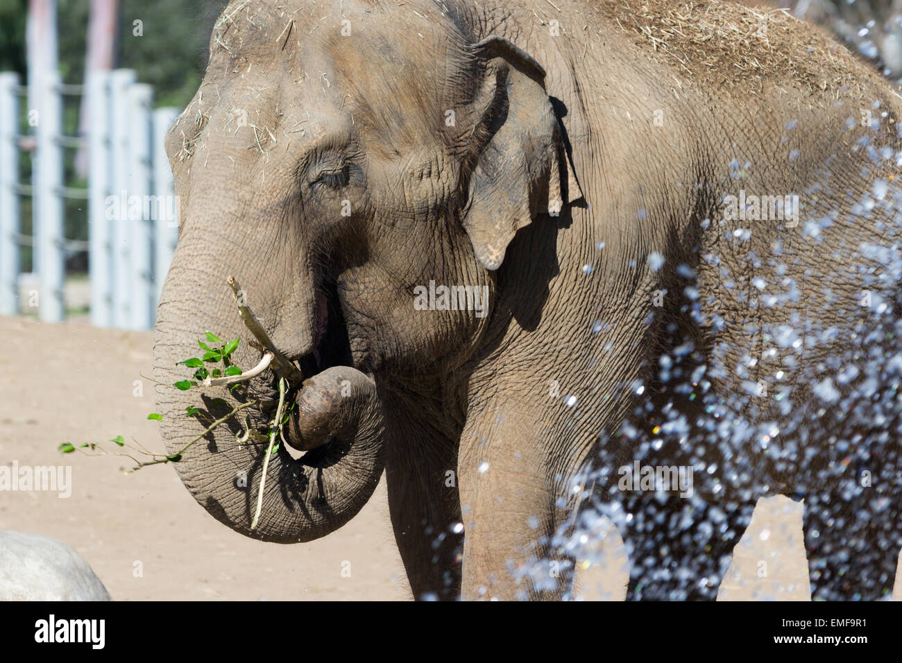 Elephant Eating Leaves High Resolution Stock Photography and Images Alamy