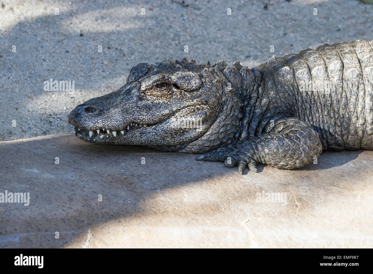 Chinese alligator resting on a concrete pad at a zoo in California Stock Photo