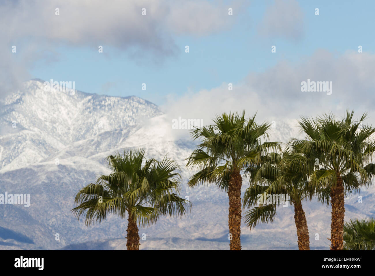 Snow on palm trees in hires stock photography and images Alamy