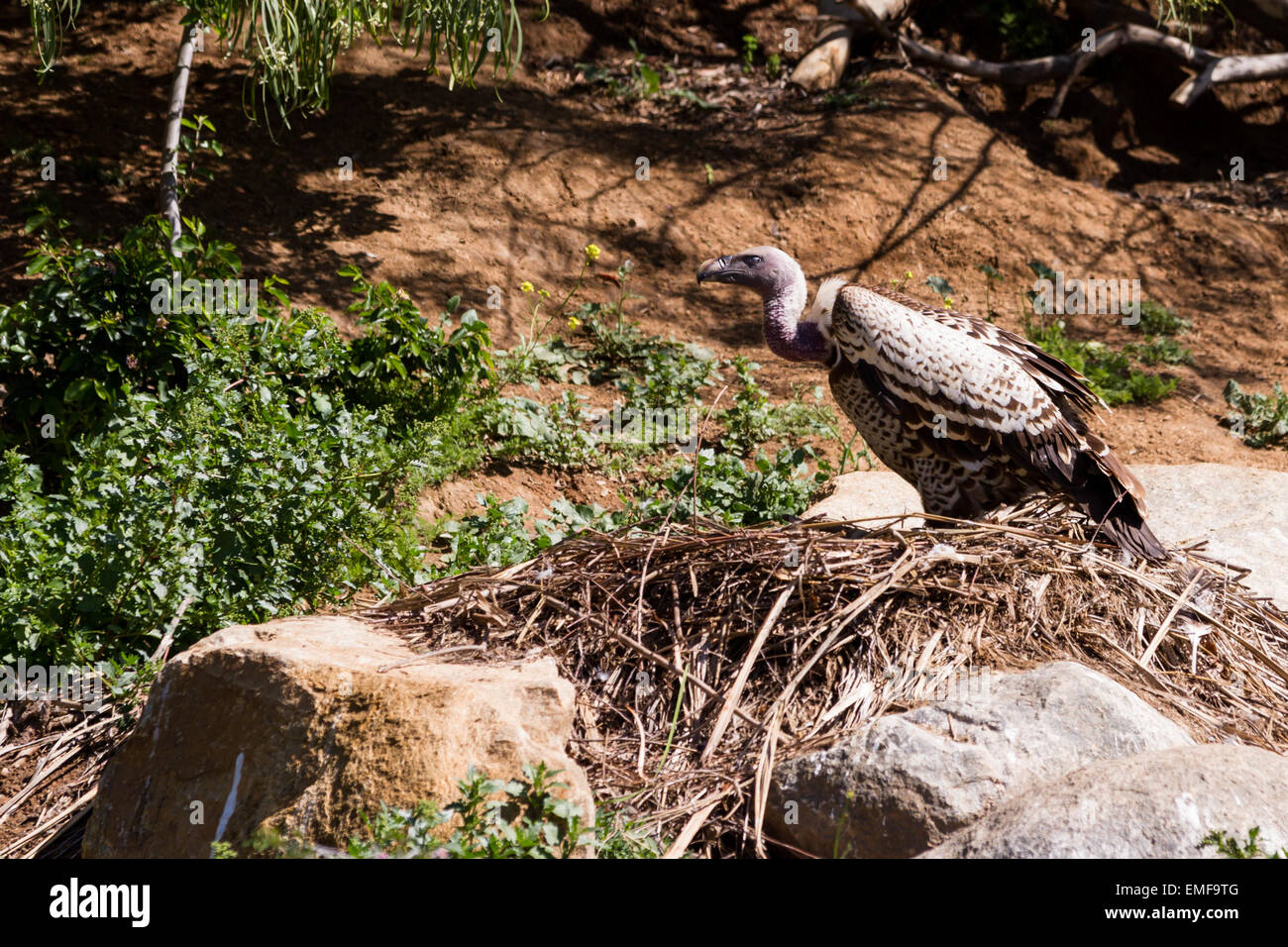 Wild Turkey Nest High Resolution Stock Photography and Images Alamy