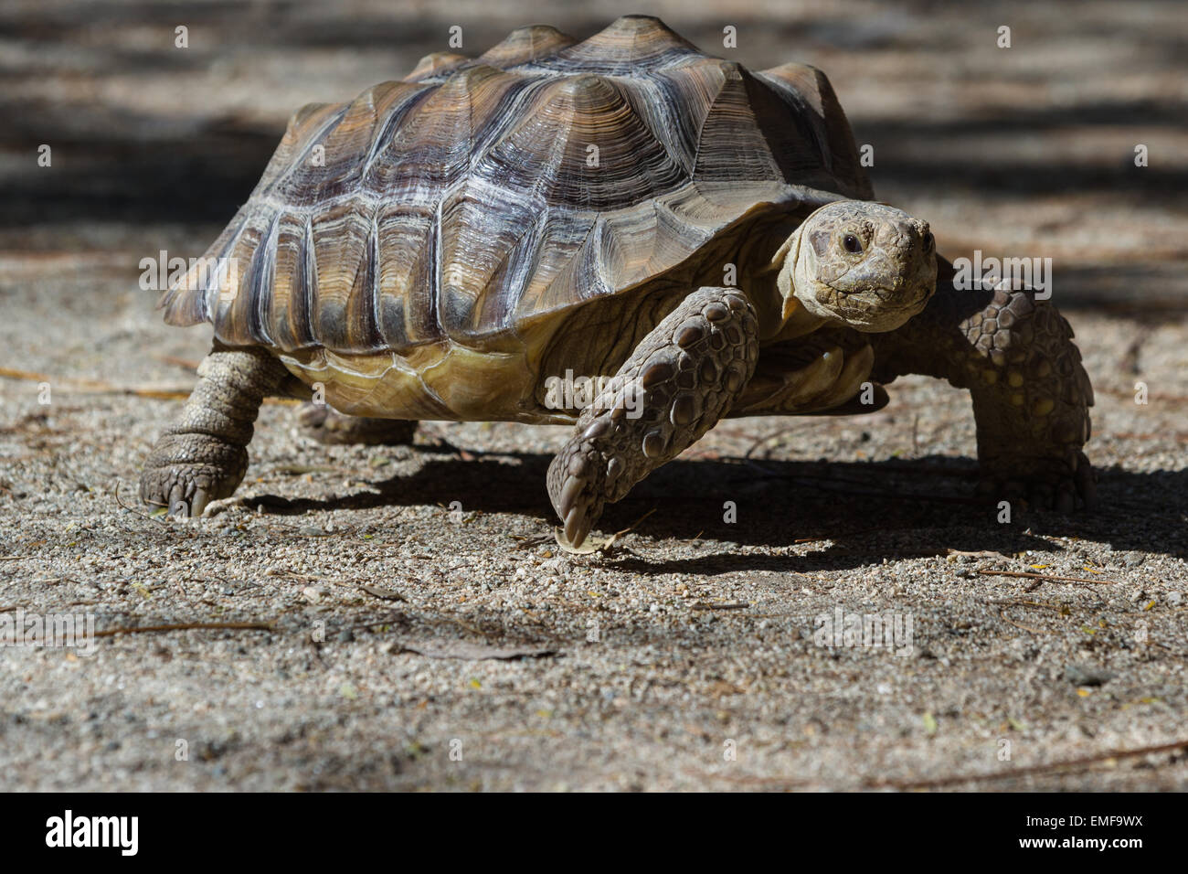 African spurred tortoise sprinting on the desert floor in southern California. Stock Photo