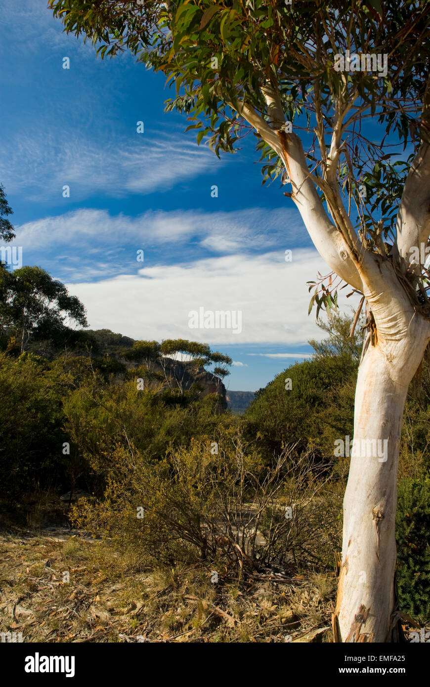 White Gum tree and Blue Sky Australia Blue Mountains Stock Photo