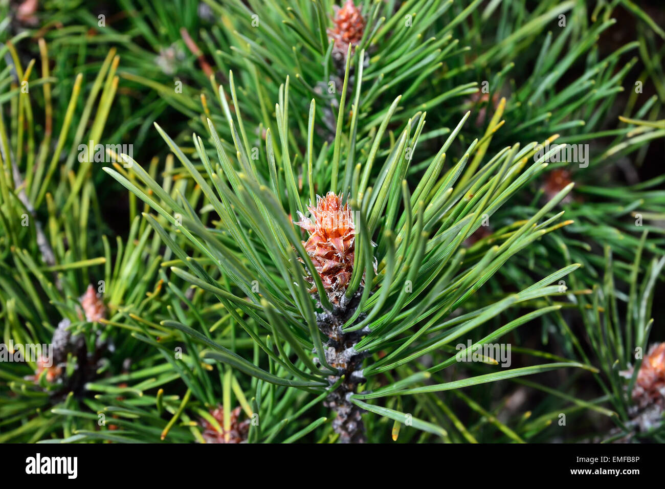 Pinus mugo. Needles and buds close up Stock Photo