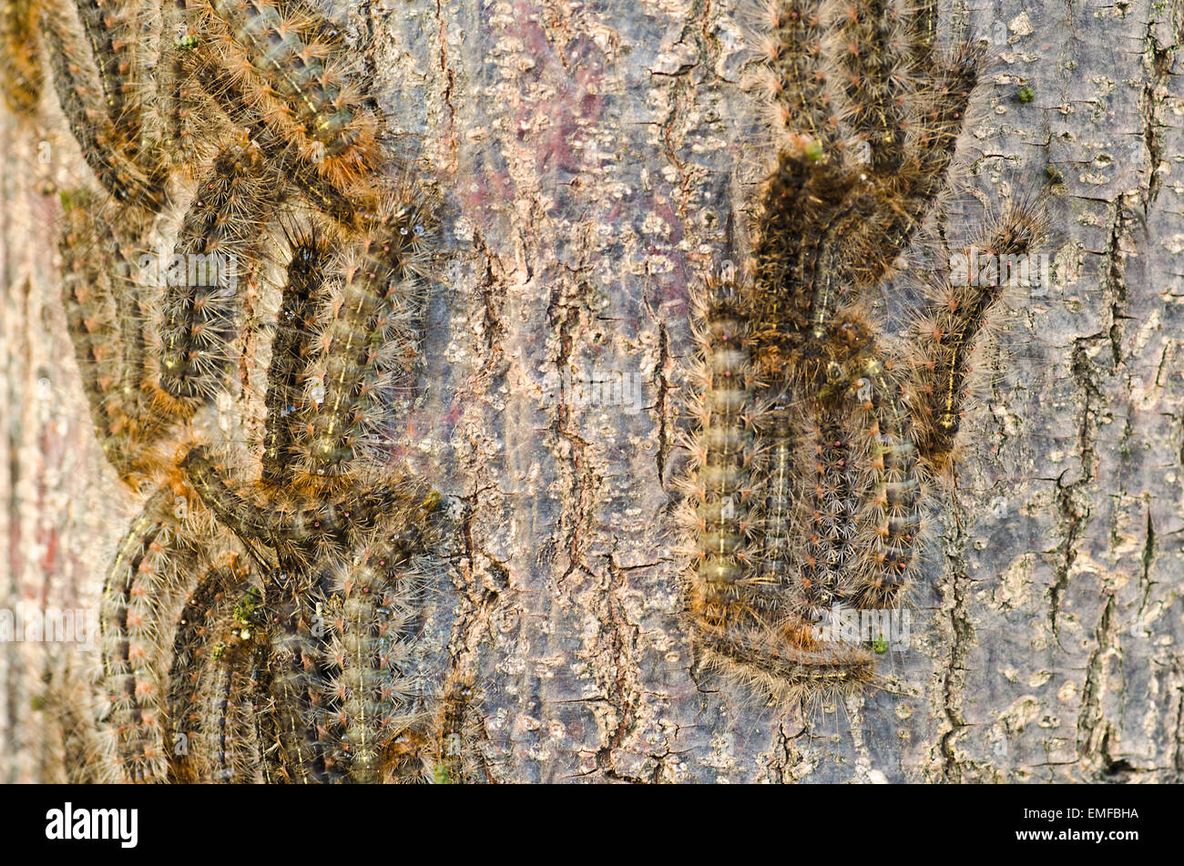 White Cedar Moth Leptocneria reducta caterpillars on the bark of the