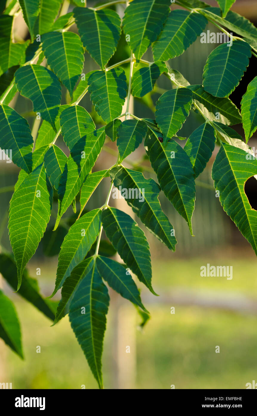 Leaves of a White Cedar Tree Stock Photo