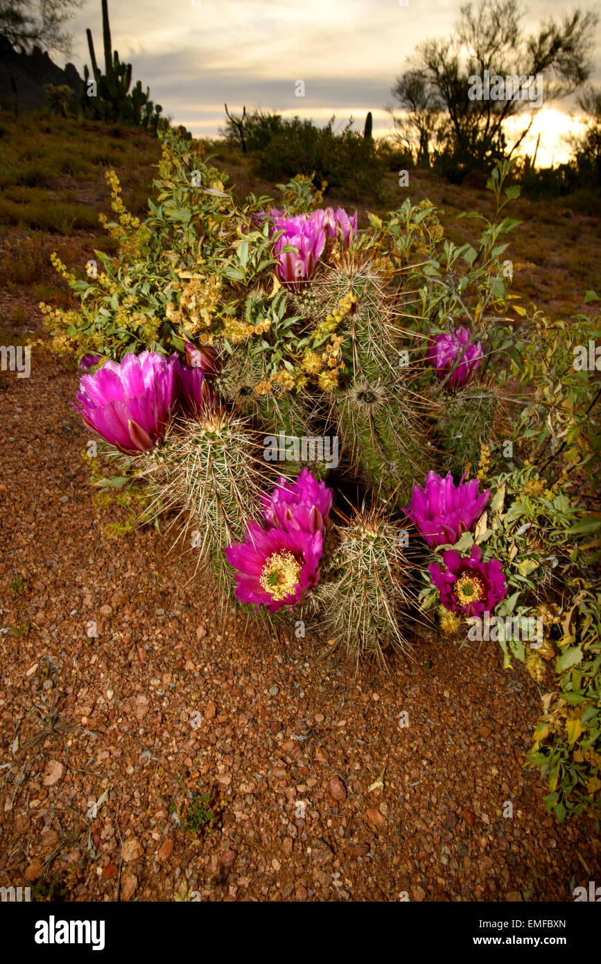 Hedgehog Cactus flowers close at sunset in the Sonoran Desert, Ironwood