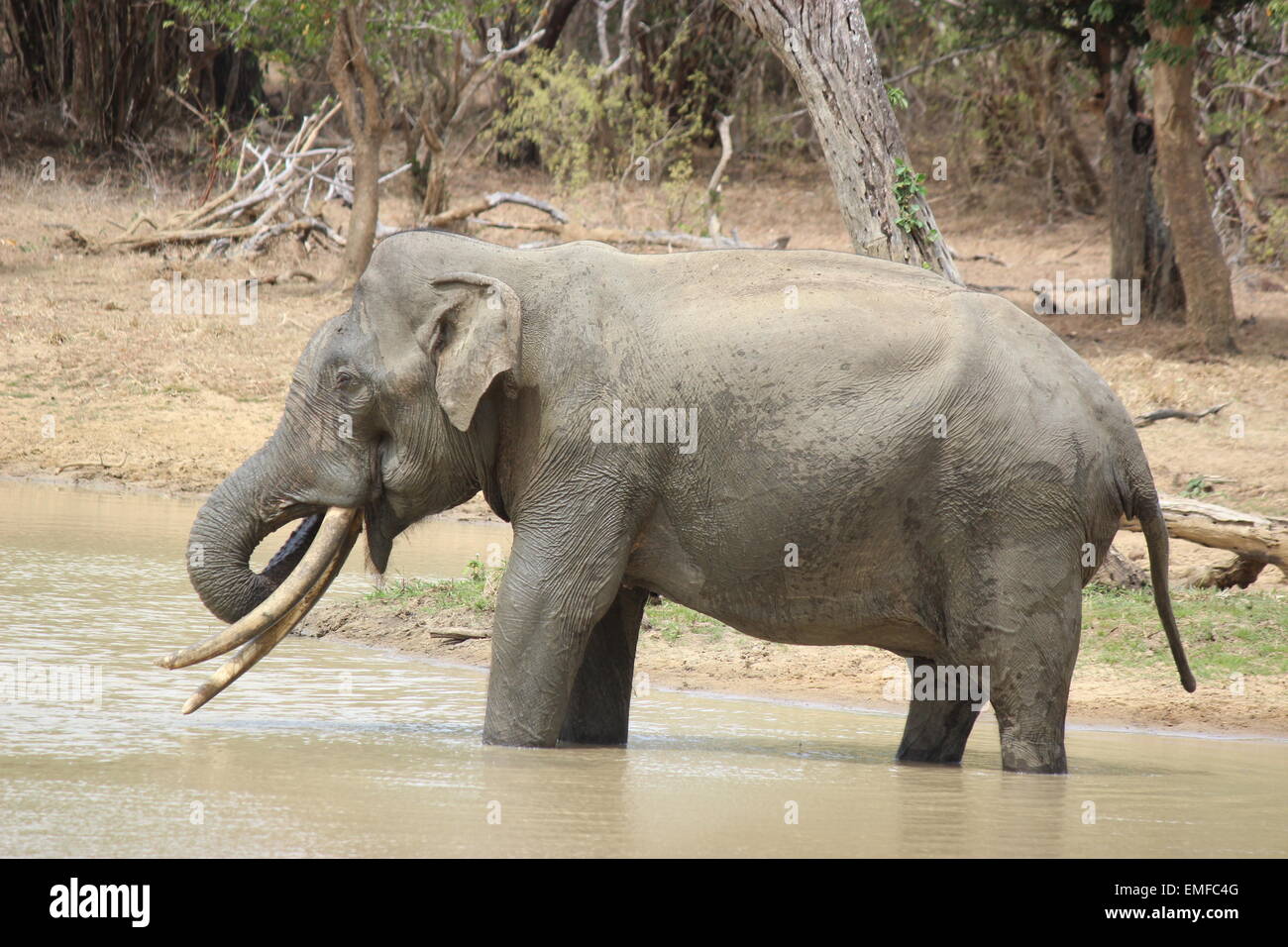 Tusker is in the Yala National Park Sri Lanka Stock Photo
