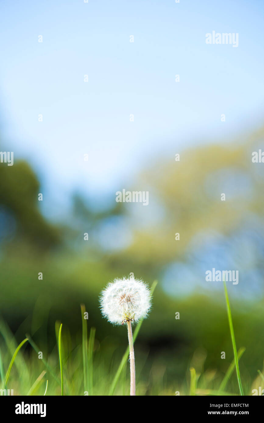 Dandelion fluff hi-res stock photography and images - Alamy
