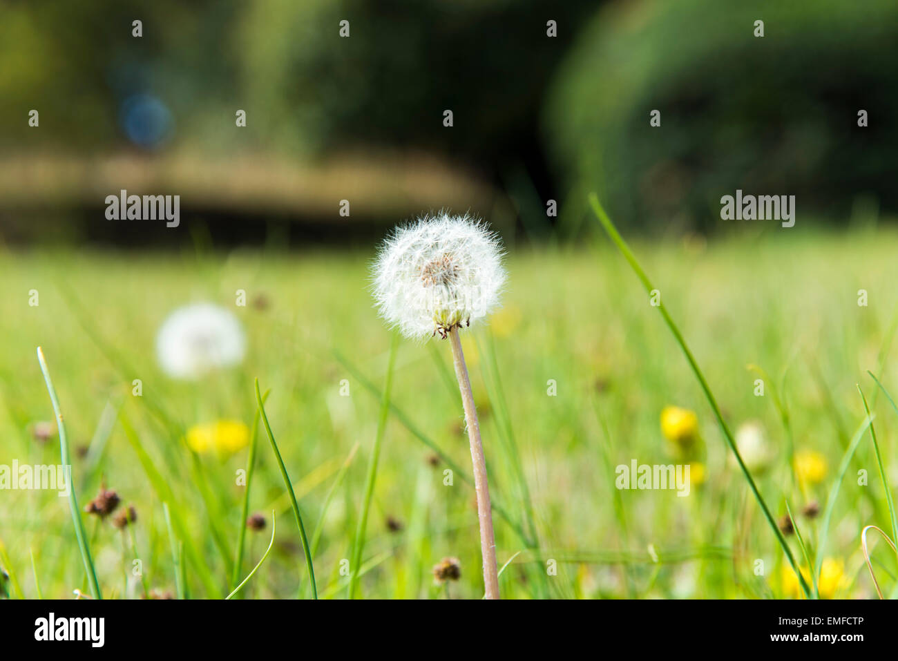 Dandelion fluff hi-res stock photography and images - Alamy
