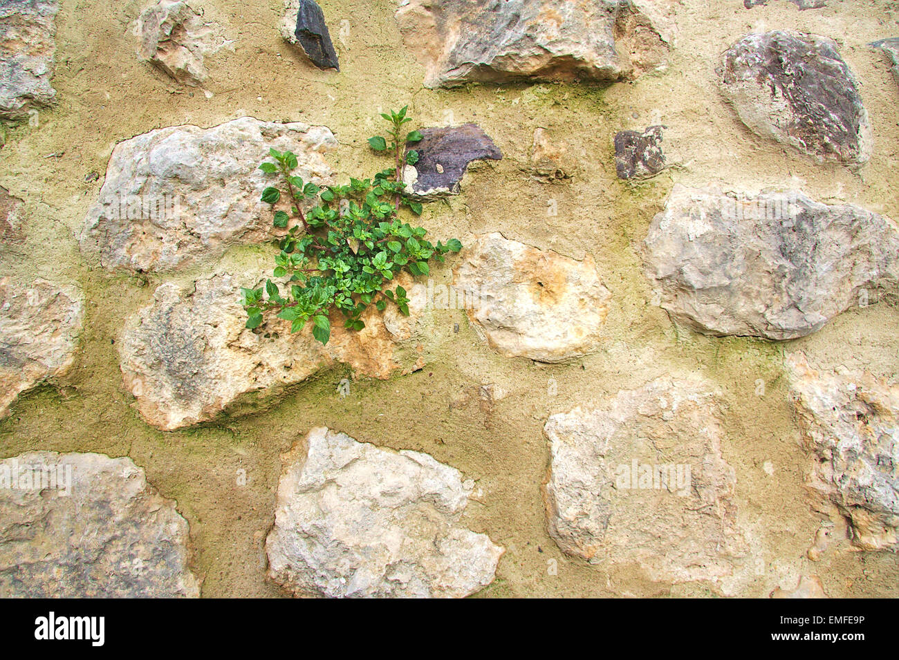 Old stone rock wall with small green flowers growing on it Stock Photo