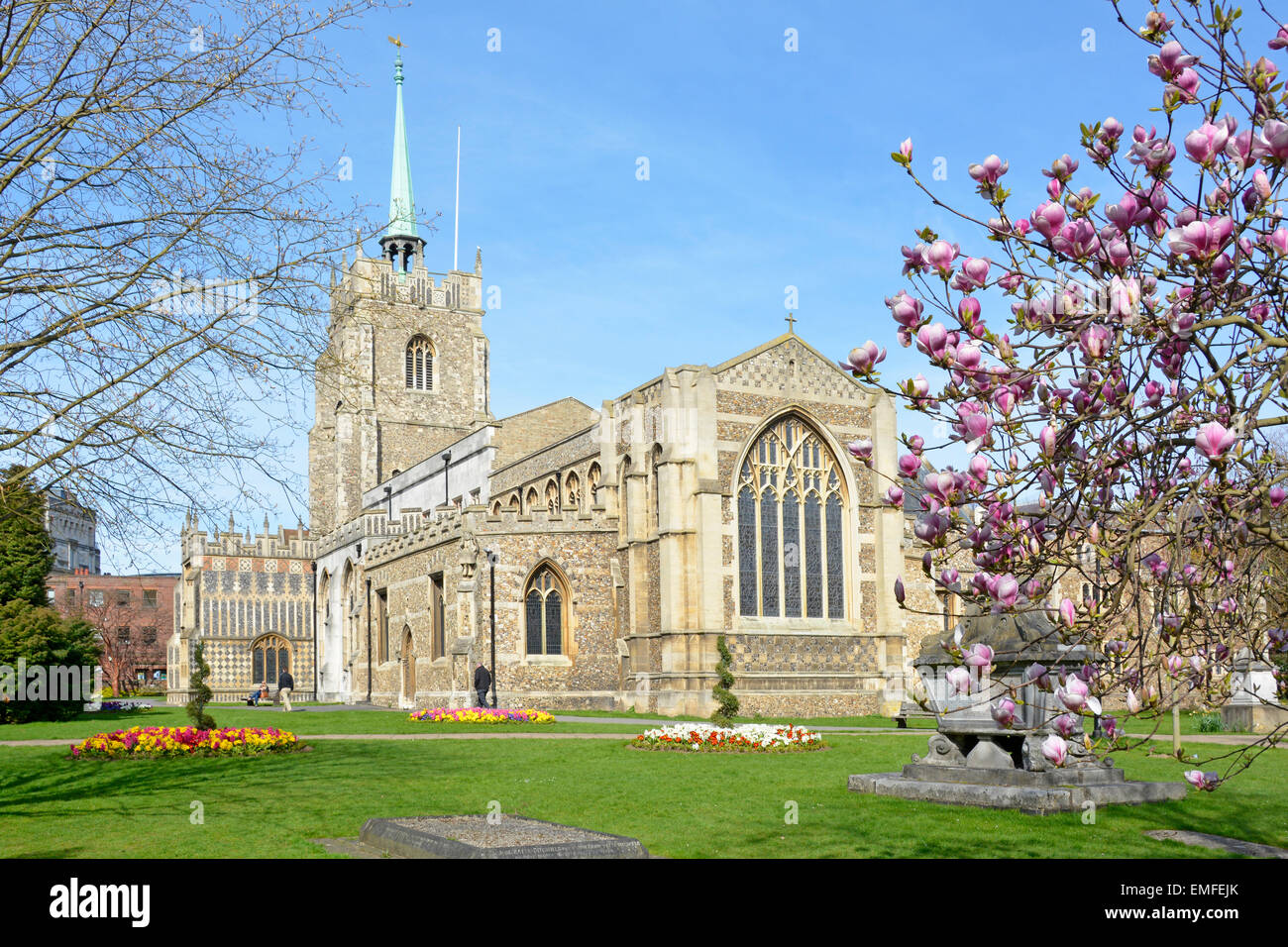 City of Chelmsford Gothic style Anglican Cathedral church tower & green copper spire stone sarcophagus in churchyard behind Magnolia Essex England UK Stock Photo
