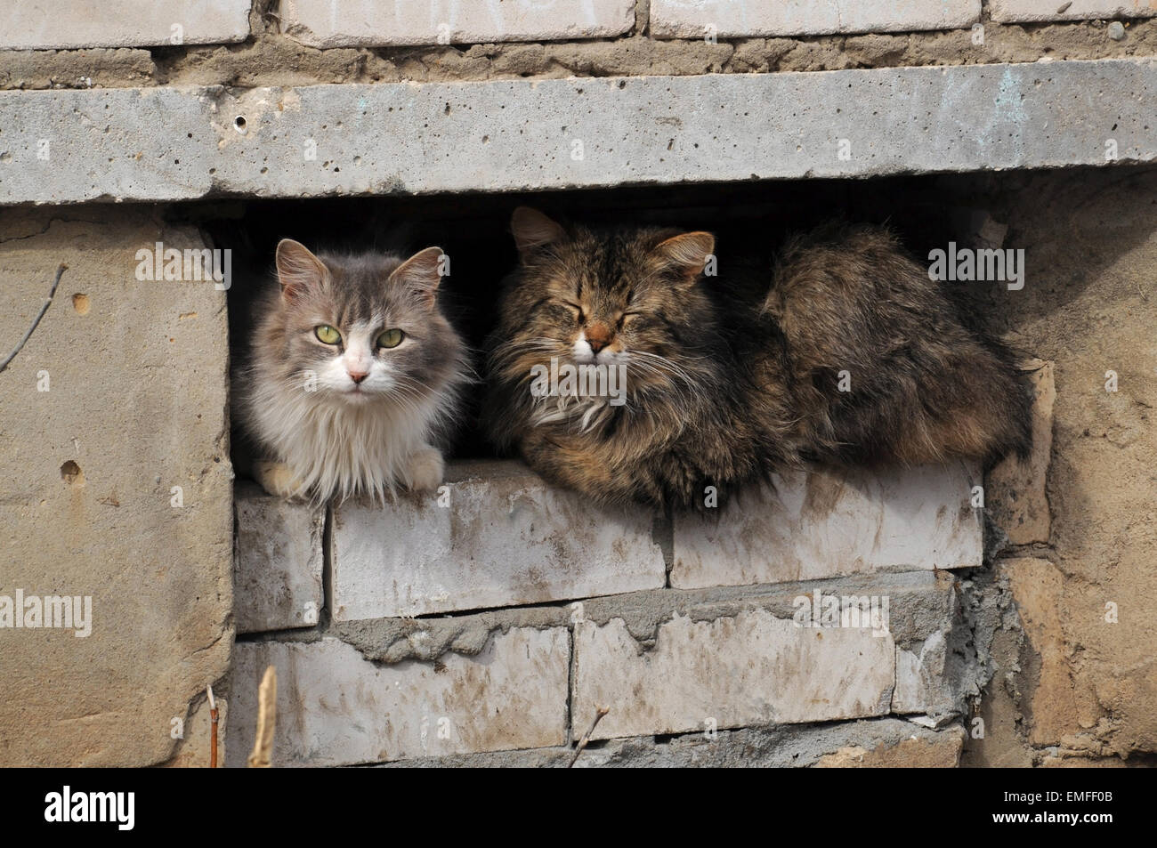 Two cats sitting on a basement window Stock Photo Alamy