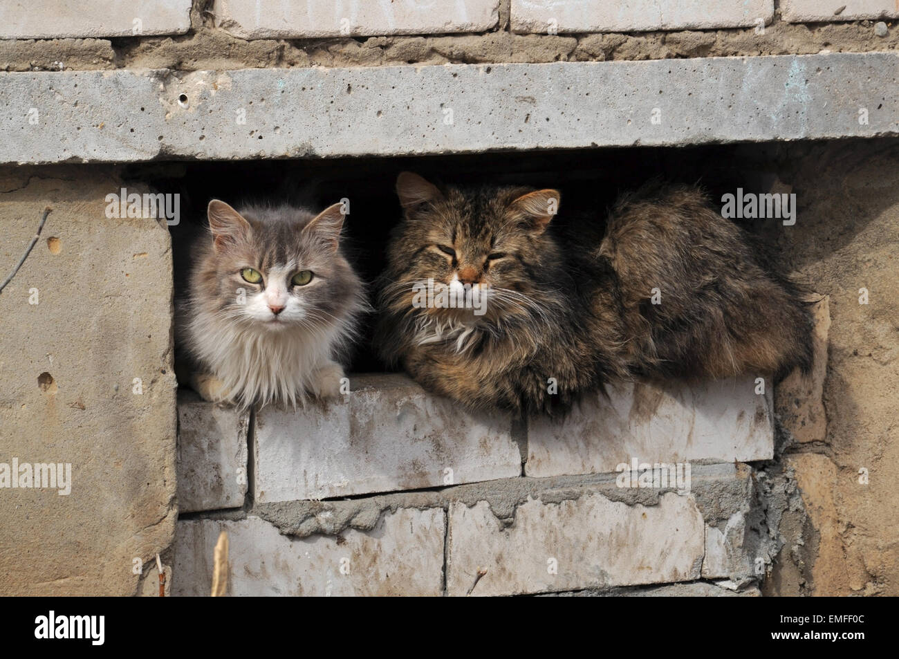 Two cats sitting on a basement window Stock Photo Alamy