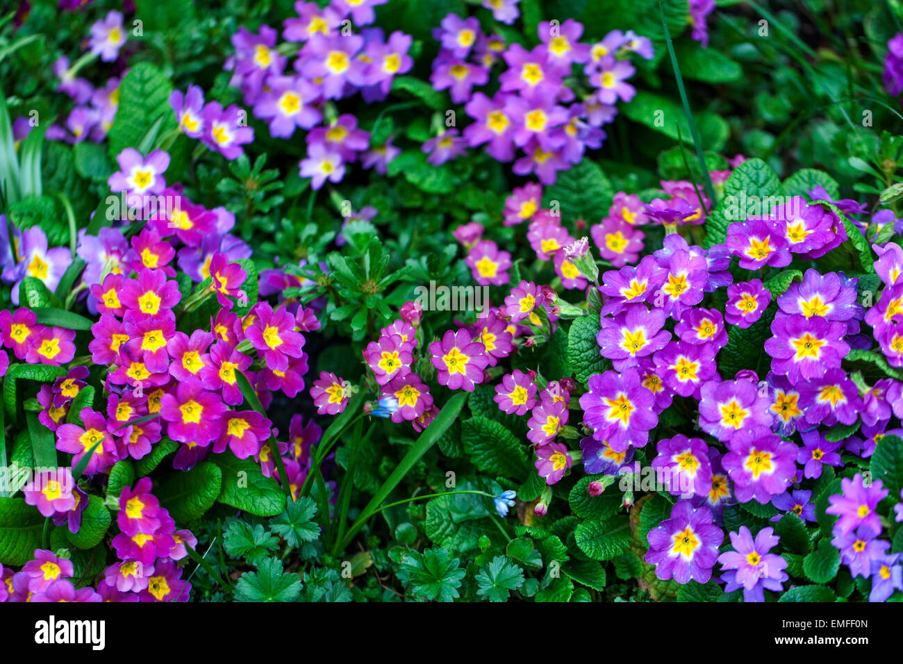 Primula vulgaris, primrose, different colored plants Stock Photo Alamy