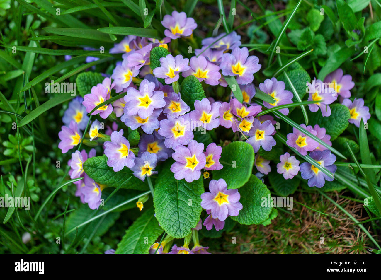 Primula vulgaris, primrose, different colored plants Stock Photo