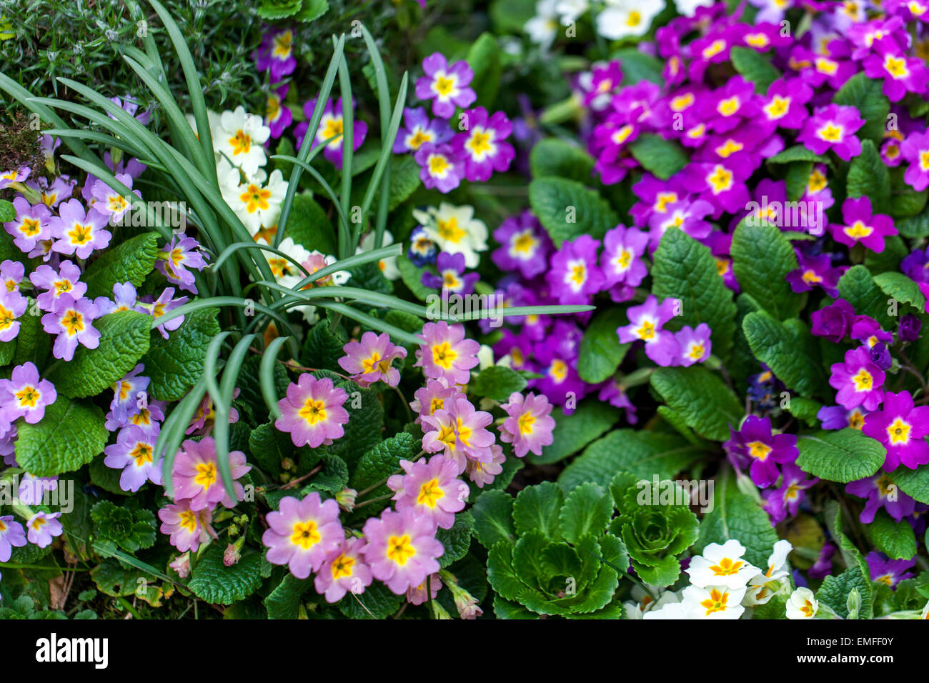 Primula vulgaris, primrose, different colored plants Stock Photo
