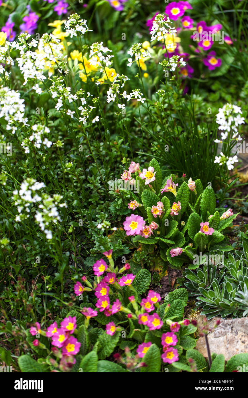 Primula vulgaris, primrose, different colored plants Stock Photo Alamy