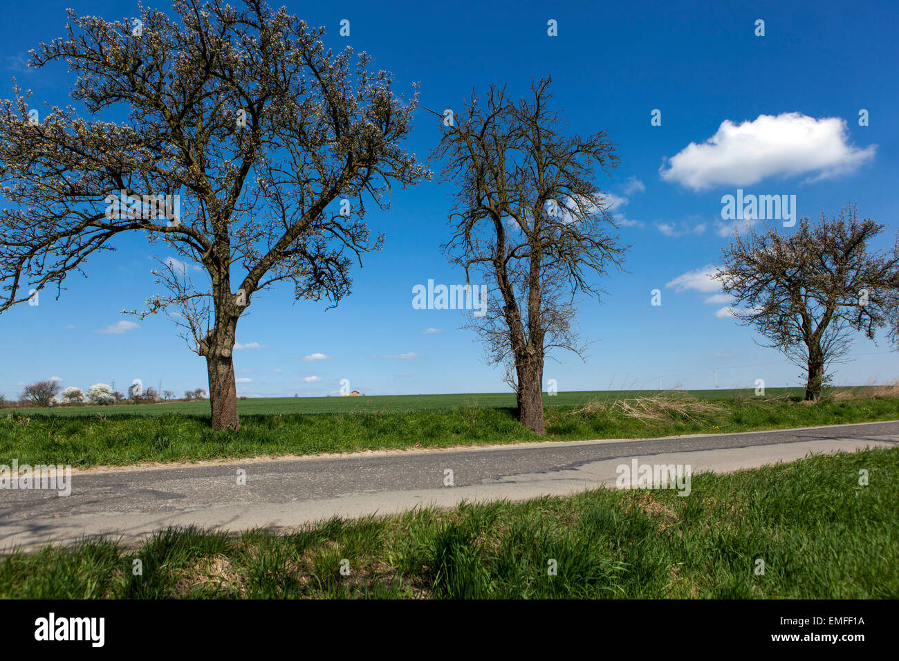 Roadside trees by the road, spring landscape Stock Photo