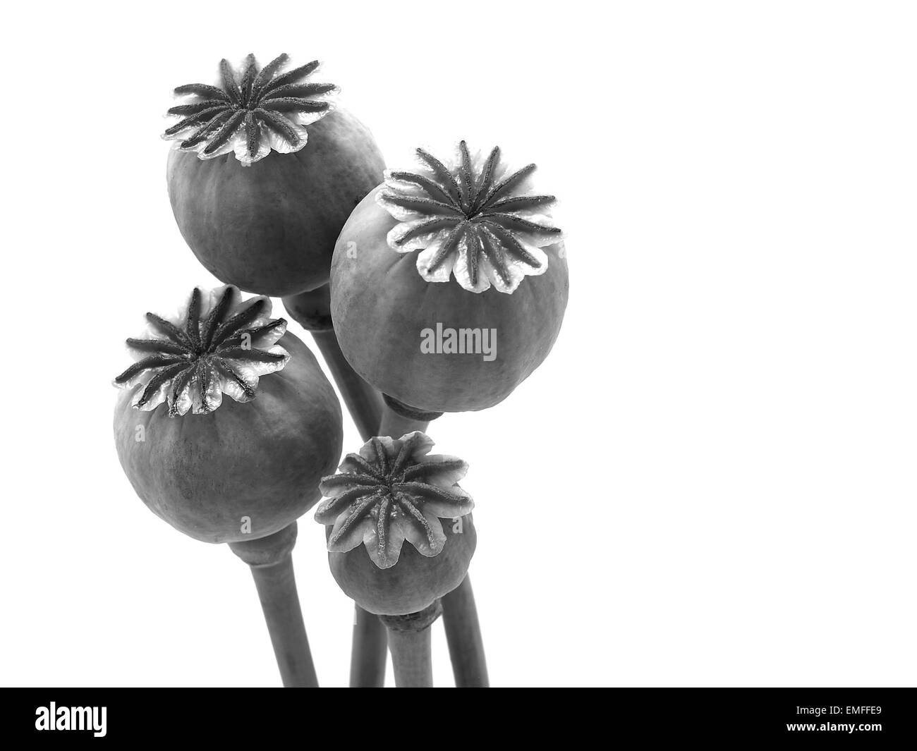 Poppy botanical Black and White Stock Photos & Images - Alamy