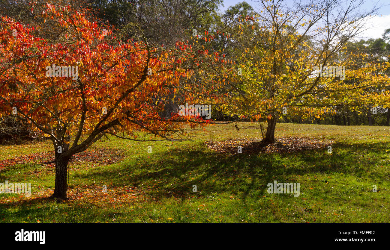 Autumn forest in the Mount Lofty Botanic Garden Stock Photo