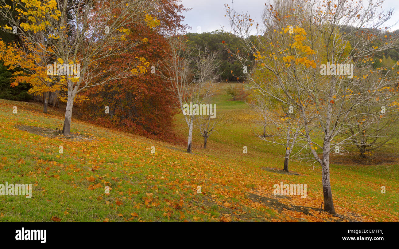 Autumn forest in the Mount Lofty Botanic Garden Stock Photo