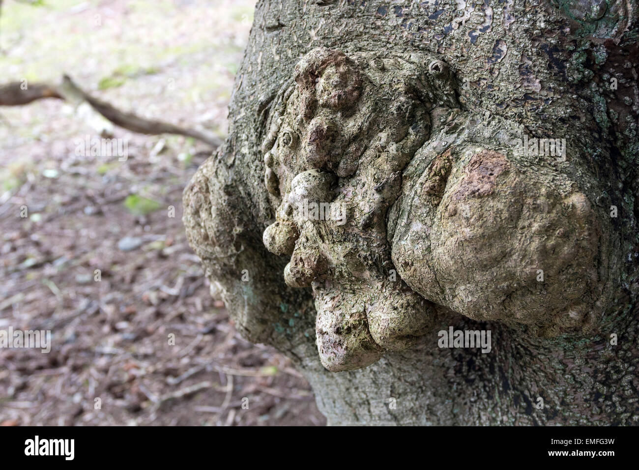 Burr on the Trunk of a Holly Tree Ilex aquifolium Lake District Cumbria UK Stock Photo