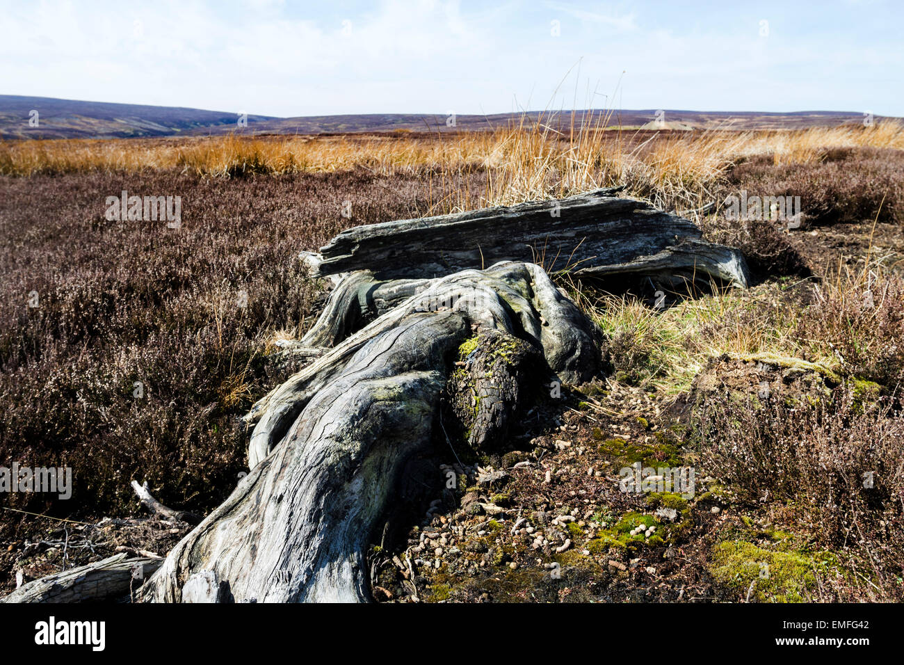 Ancient Tree Stumps Remnants of the Ancient Forests That Once Covered The North Pennine Hills in County Durham England UK Stock Photo