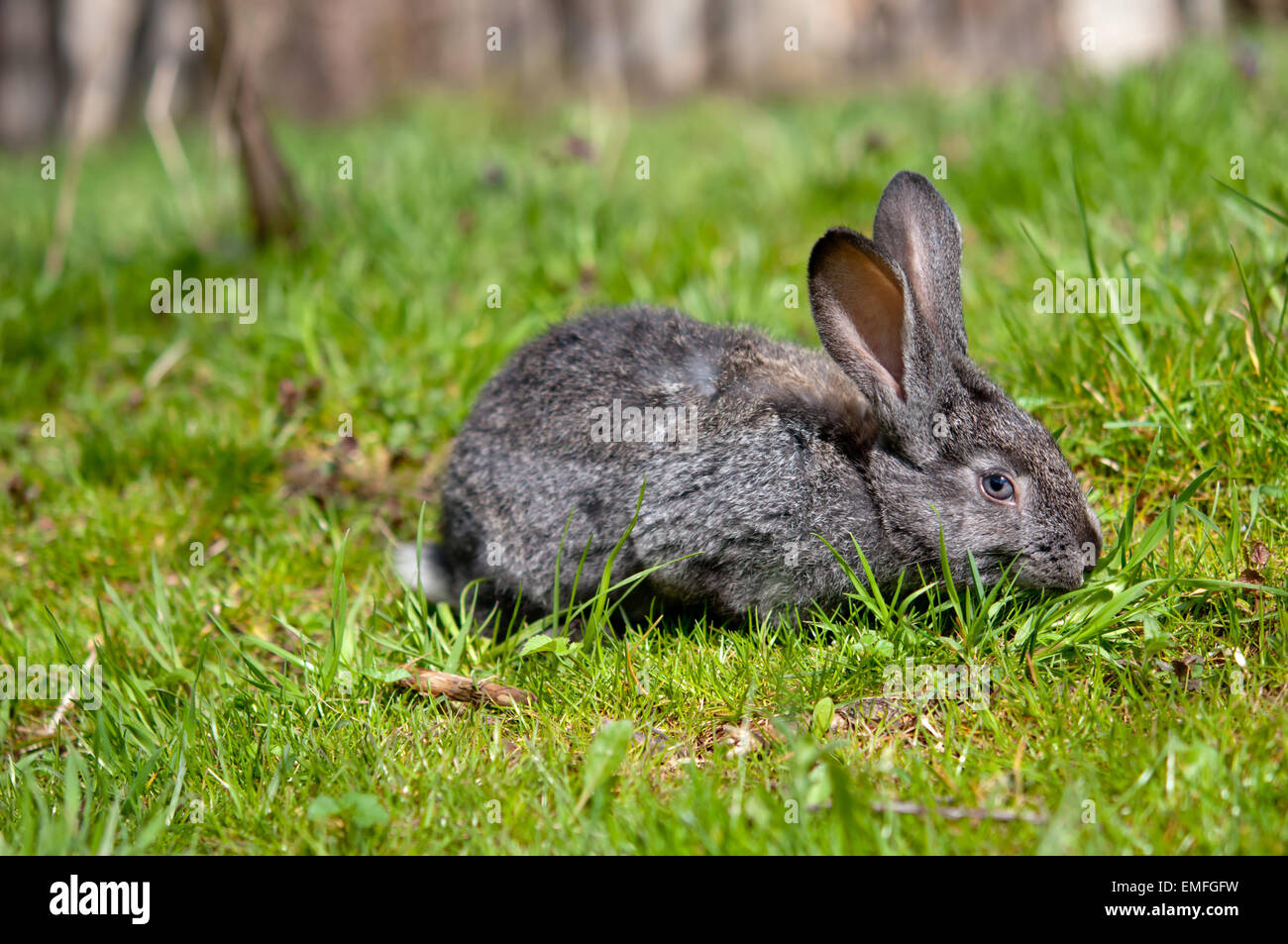 little rabbit on green grass background Stock Photo