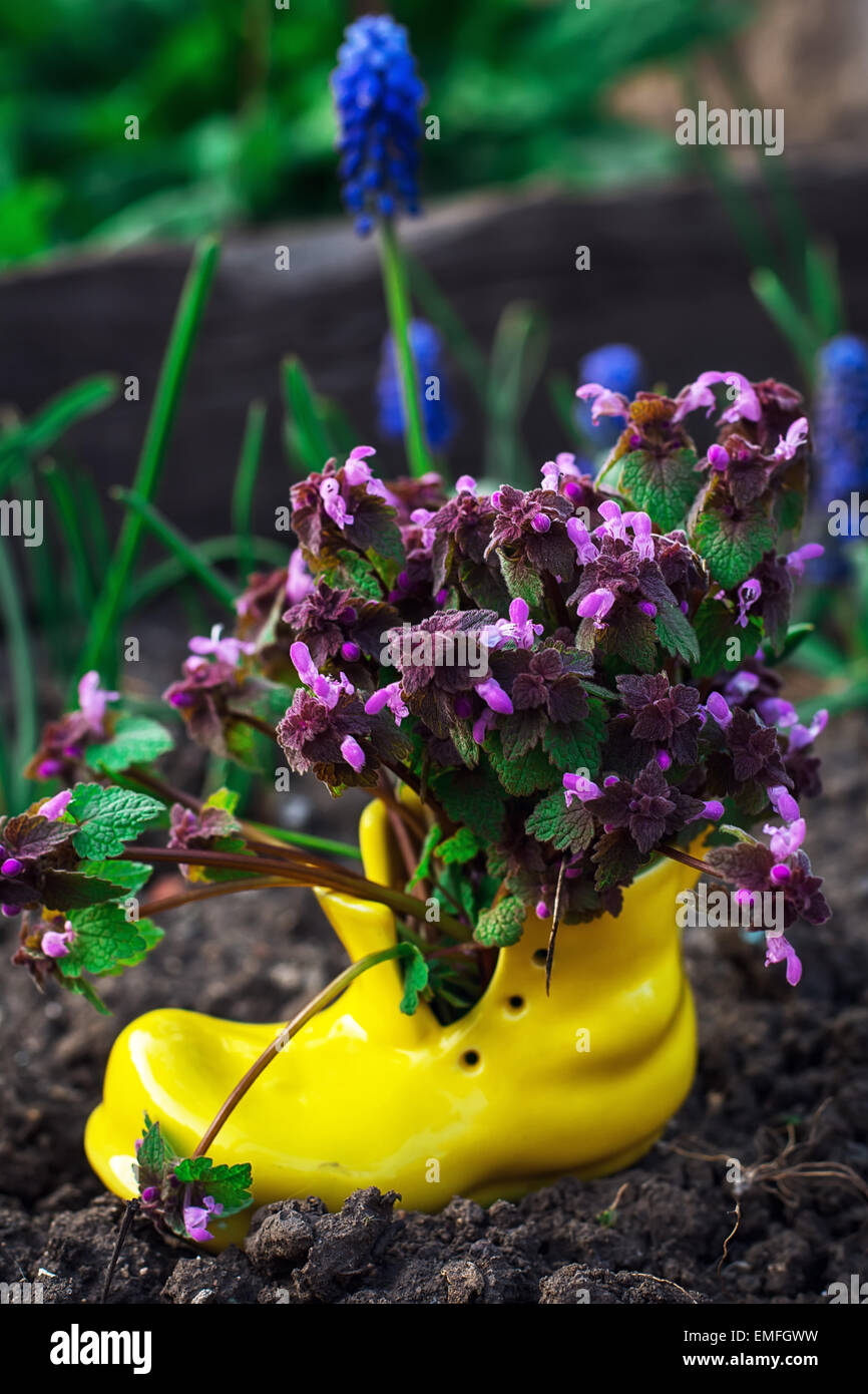 care of ornamental flowers in pots Stock Photo Alamy