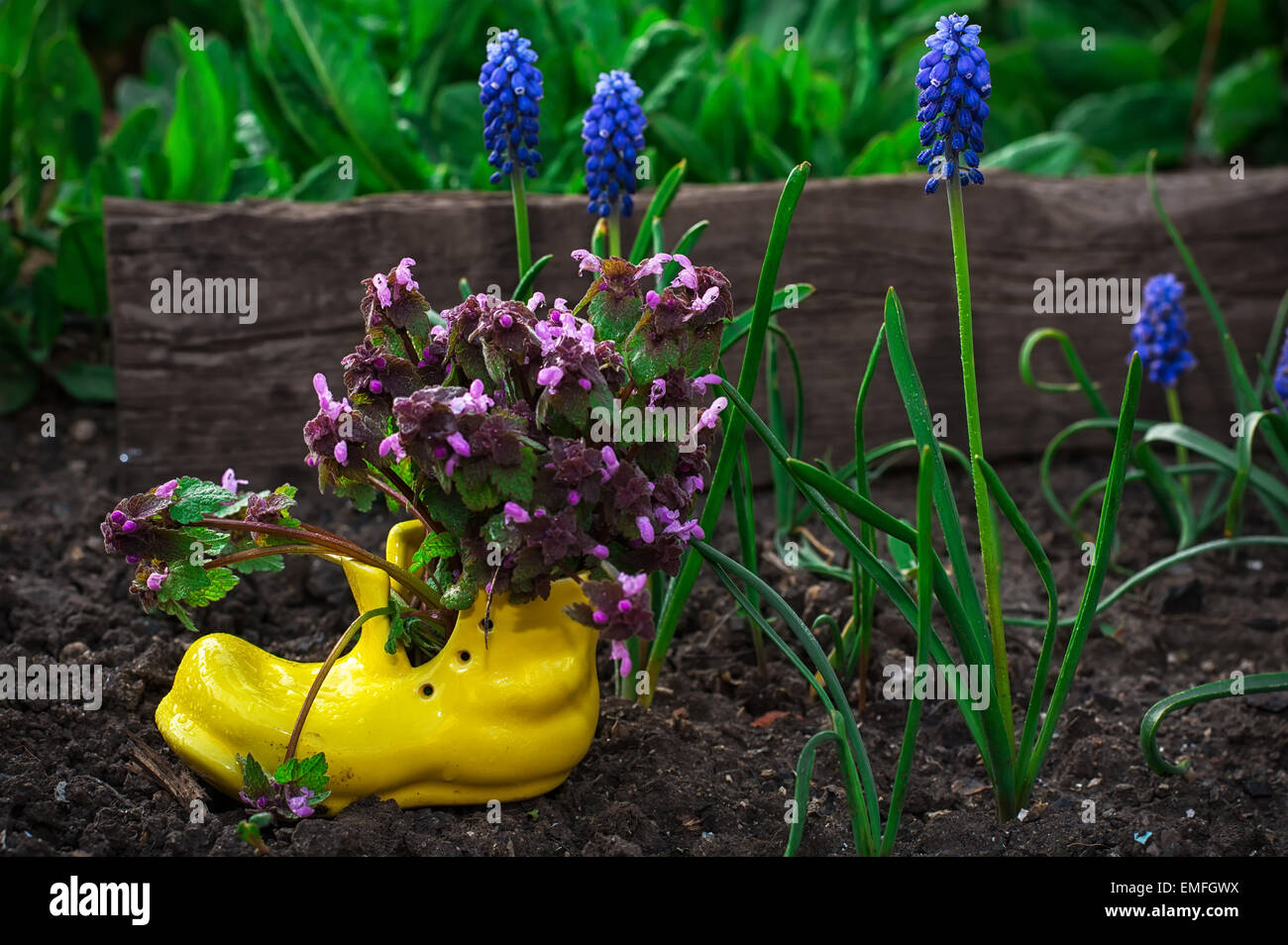 Growing wildflowers in pots hires stock photography and images Alamy