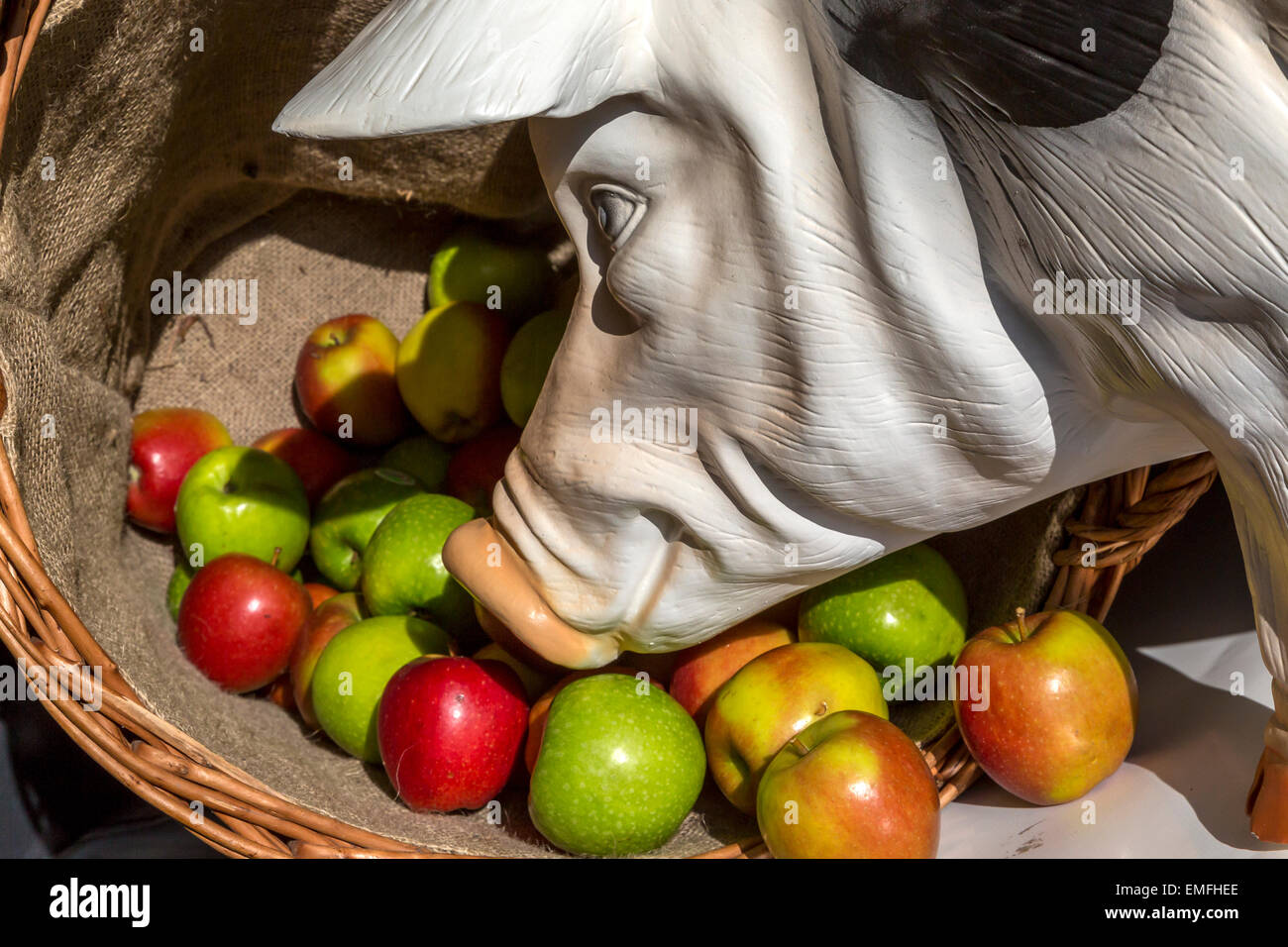 Model of a pig with his head in a basket of apples. Members MArket