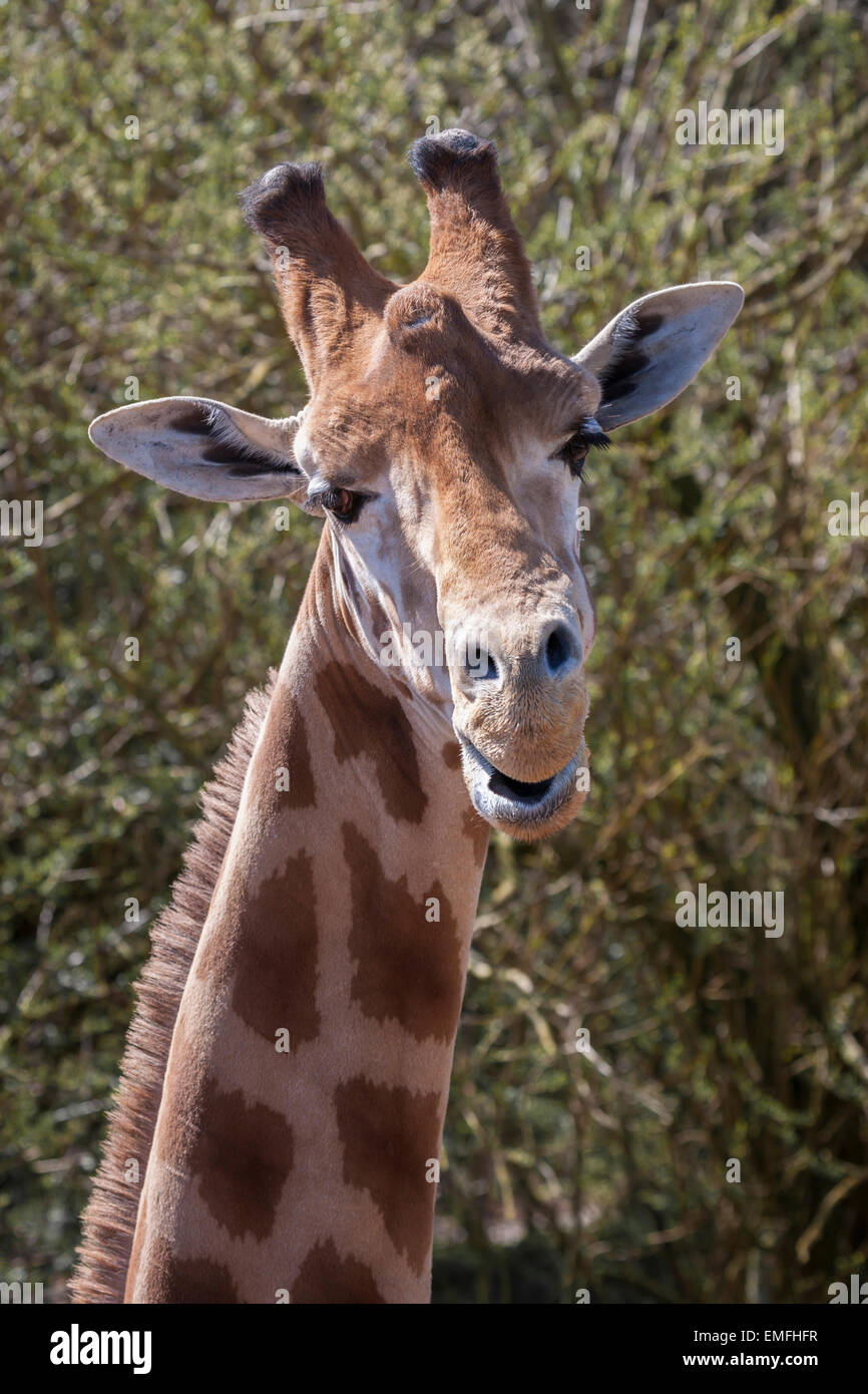 portrait of a giraffe showing head and part of neck. Looking at camera. Silly pose Stock Photo