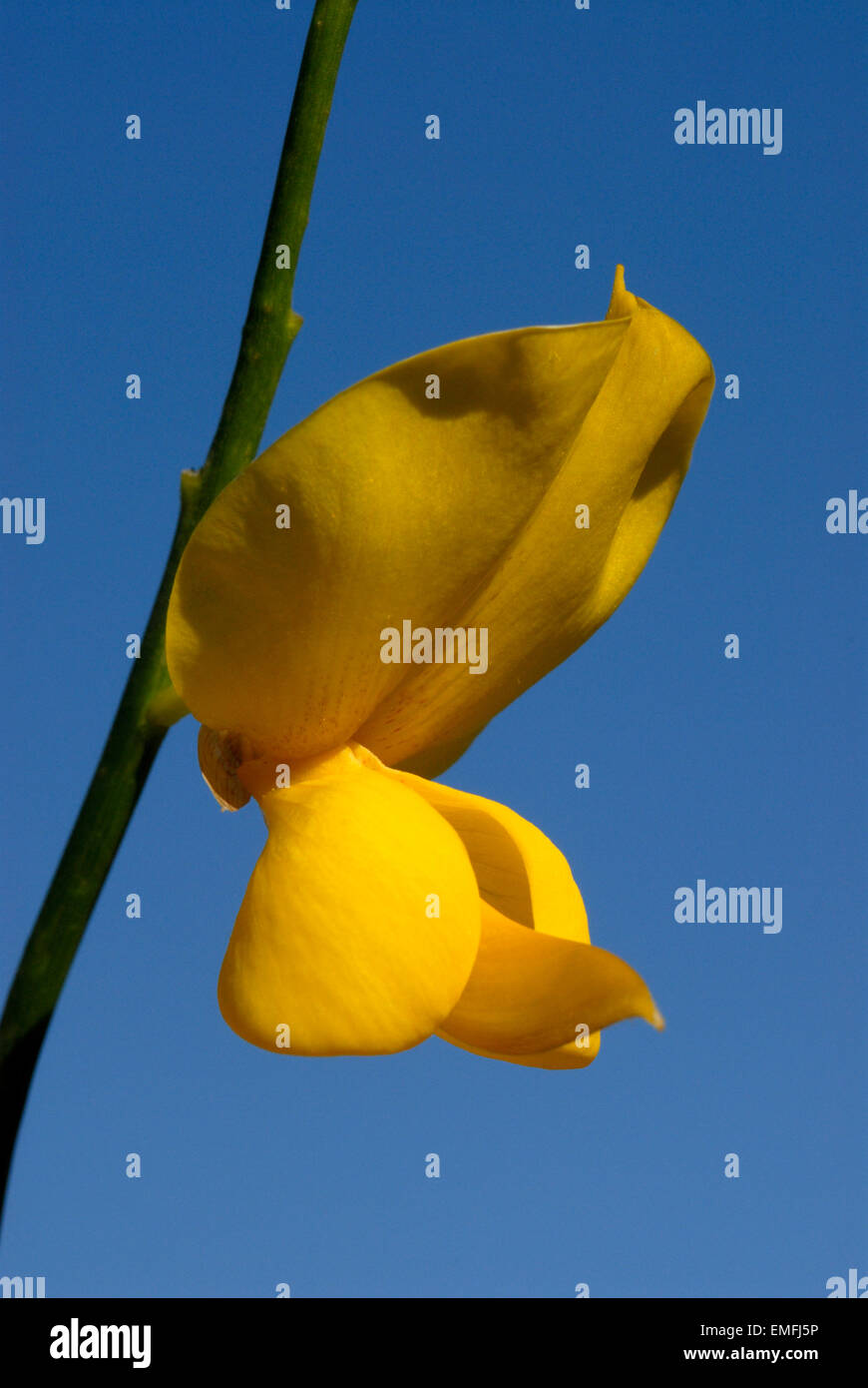 Spanish Broom, Rush Broom Stock Photo Alamy