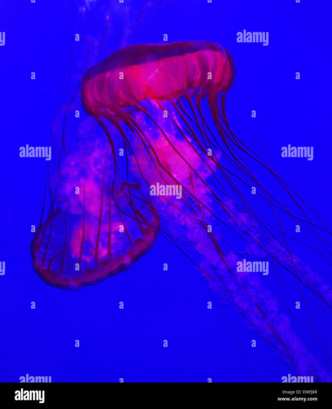 Jelly fish Stock Photo