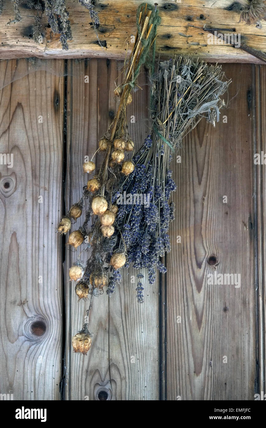 Hanging lavender plants hires stock photography and images Alamy