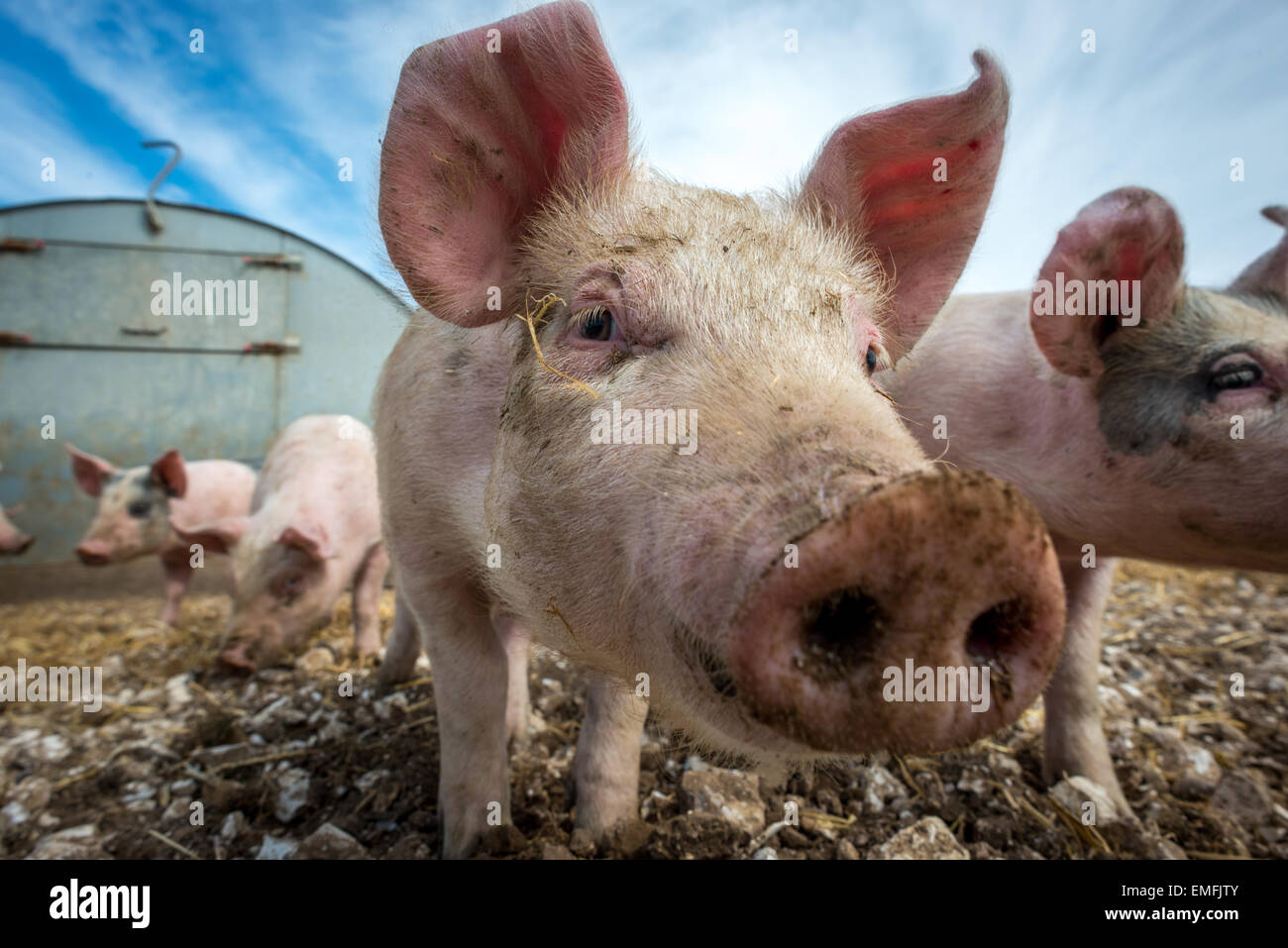 Pigs on a pig farm on the South Downs in southern England. Stock Photo