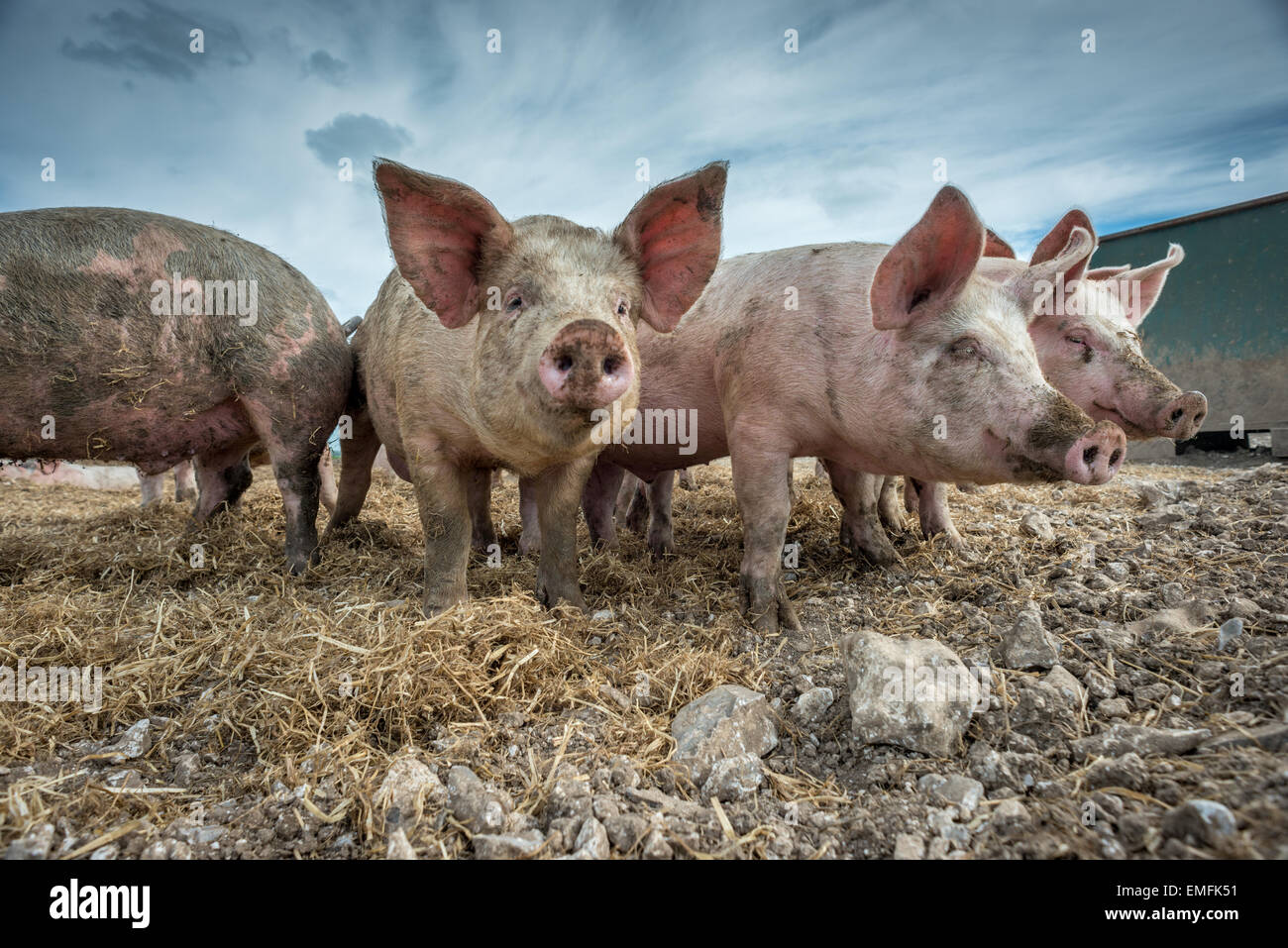 Pigs on a pig farm on the South Downs in southern England. Stock Photo